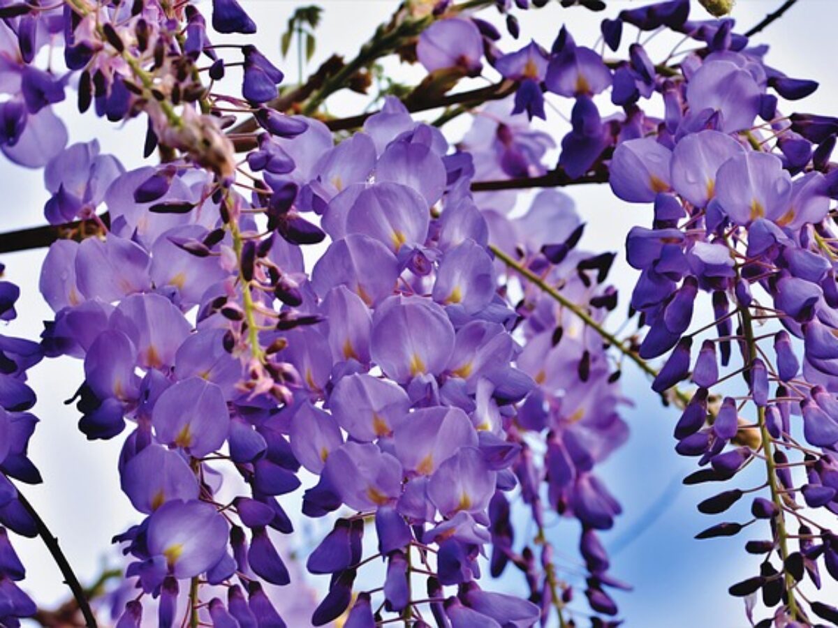 are wisteria vines toxic or poisonous to dogs