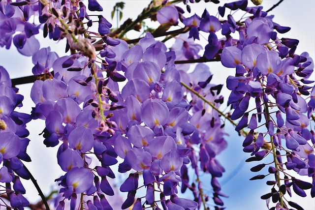 wisteria flower