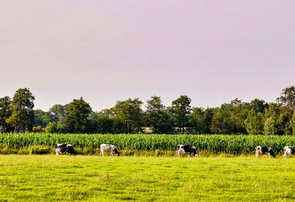 herd-cows-grazing-pasture-with-beautiful-green-trees-background